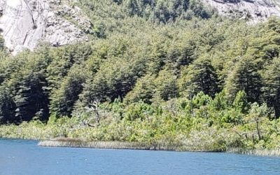 Suspensión de remates en Biobío