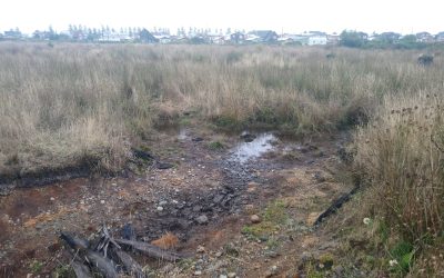 DGA Los Lagos aplica multa a inmobiliaria que intervino en humedal Llantén de Puerto Montt