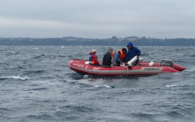 Director General de Aguas encabeza monitoreo de calidad de aguas del Lago Llanquihue